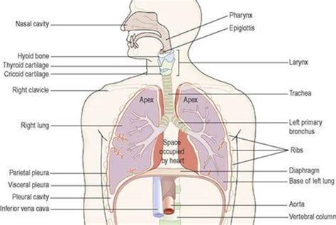 The Respiratory System Ross And Wilson Anatomy And Physiology In