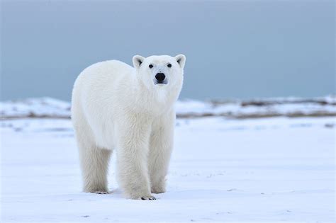 Face To Face With Polar Bears On A Photographic Safari In The Panoramic Tundra Of Churchill Wild