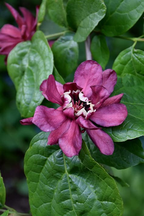 September 11th and 12th, 2021. Hartlage Wine Sweetshrub (Calycanthus 'Hartlage Wine') in ...