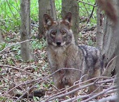 On The Same Day A Woman Is Bitten By Coyote Provincetown Police