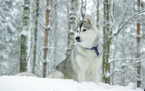 Wallpaper Husky Dog Collar Snow Hunting 2560x1600 4kwallpaper