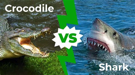 Crocodile Vs Shark Who Would Win In A Fight A Z Animals