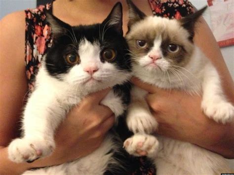 Grumpy Cats Brother Revealed Pokey Is An Only Slightly Less Grumpy