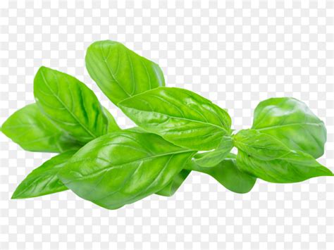 Close Up Of Fresh Green Basil Herb Leaves Isolated On Transparent