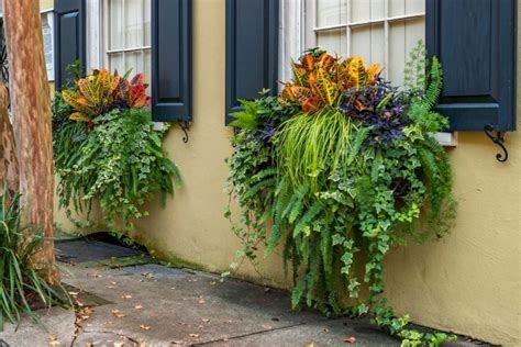 What Are The Best Flowers For Window Boxes