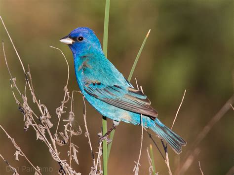Oiseau De Couleur Bleu Les Plus Belles Photos Par Bonjour Nature