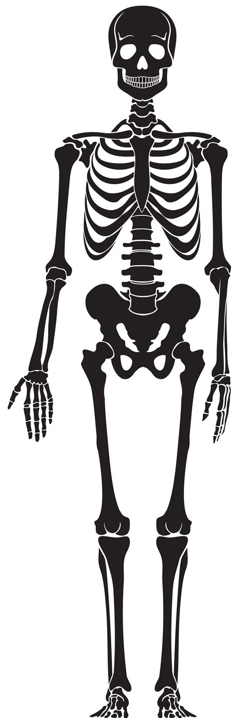Vector Esqueleto Humano Png Clipart Humano Esqueleto Cuerpo Humano Sexiz Pix