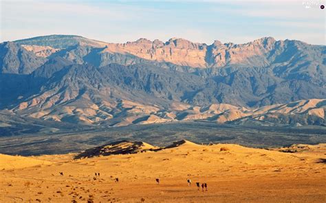 Camels Desert Mountains Beautiful Views Wallpapers 1920x1200