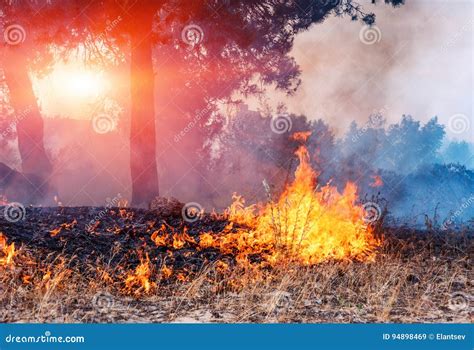 Wind Blowing On A Flaming Trees During A Forest Fire Stock Image
