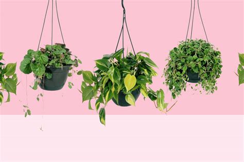 20 Best Indoor Hanging Plants For Every Room