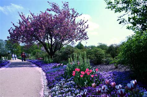 Park Alejka Kwiaty Wiosna