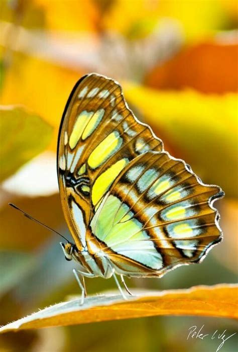 Gorgeous Butterfly Types Of Butterflies Flying Flowers Butterflies