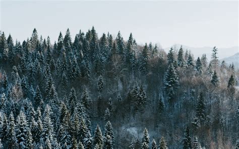 Download Wallpaper 1920x1200 Trees Winter Forest Aerial View Snowy