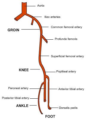 Radiology Lecture Notes Arterial System Of The Lower Limb