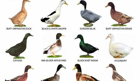A4 Laminated Posters. Breeds of Ducks | Etsy