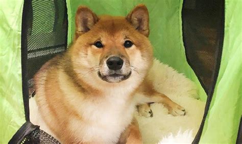15 Photos Proving That Shiba Inu Are The Best Friends Petpress