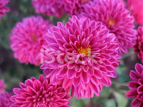 Brilliant Vibrant Flowers Stock Photo Royalty Free Freeimages