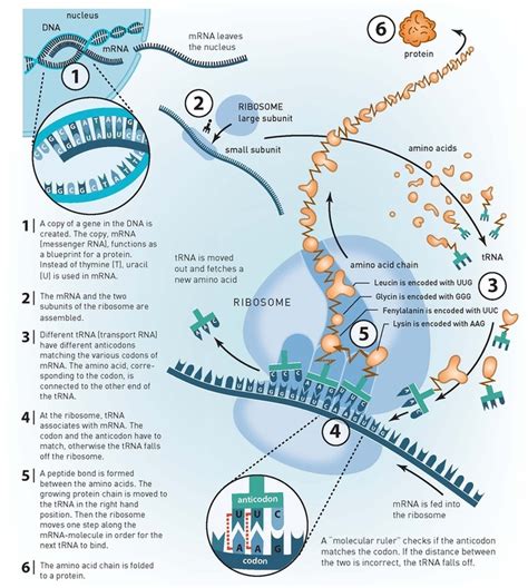 Dna Replication Transcription Translation Transcription Free