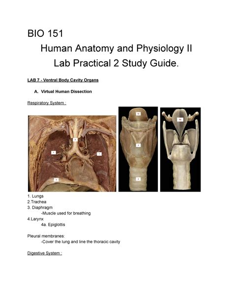 Bio 151 Lab 2 Lap Practical Study Guide Lab 2 Bio 151 Human Anatomy