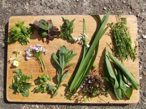 10 Guidelines For Foraging Food 1 Million Women