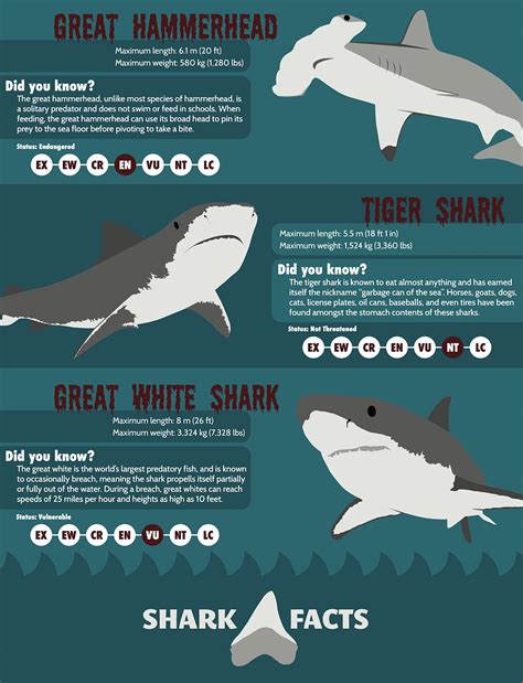 Shark Facts Infographic On Behance