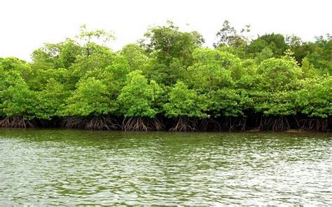 Gambar Hutan Mangrove Homecare24