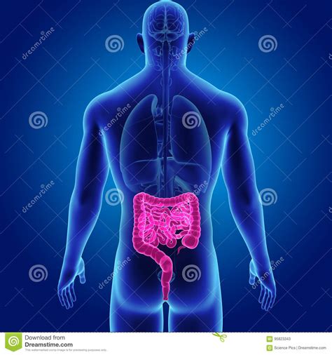 Human Intestine With Organs Posterior View Stock Illustration