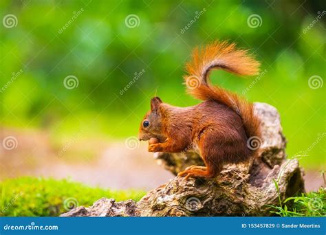 Closeup Of A Red Squirrel Sciurus Vulgaris Seaching Food And Eating