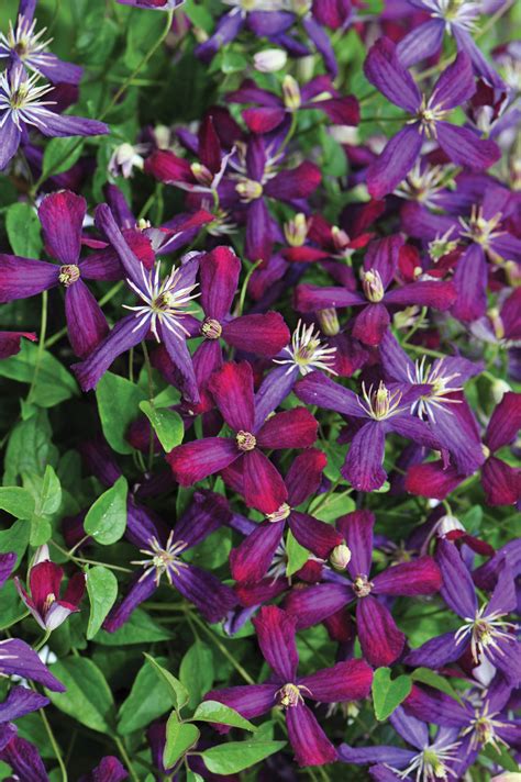 Check spelling or type a new query. 'Sweet Summer Love' - Clematis | Proven Winners
