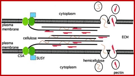 Check spelling or type a new query. Plant Cell Membrane