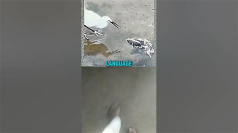 #music #birds #animals #nature #art #song #spotify #lyrics #love #