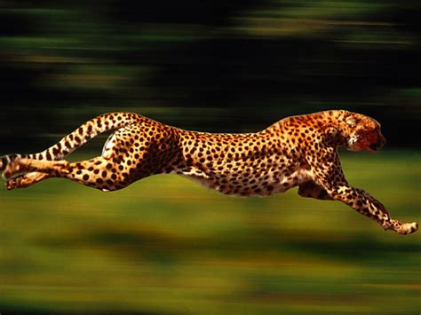 Why Is Cheetah The Fastest Land Animal