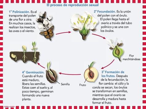 reproduccion sexual en las plantas