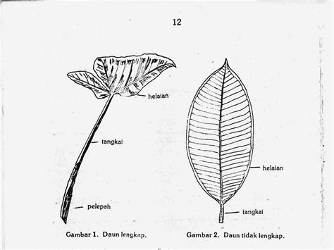 Gambar Daun Pisang Dan Bagiannya Pulp