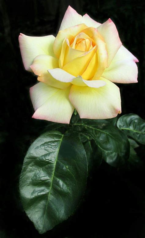 Pin De Txitxo Sanchez En Rosas Rosas Bonitas Rosas Amarillas Rosas