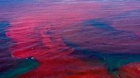 Impactante video de marea roja ¿Las playas lloran sangre?