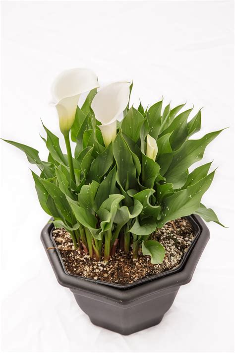 Calla lily is an item in genshin impact. Coastal Callas — Calla Lily Bulb Sales — Service