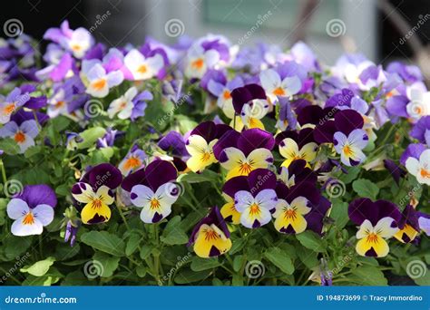 Two Types Of Blooming Viola Flowers Planted In A Group Stock Image