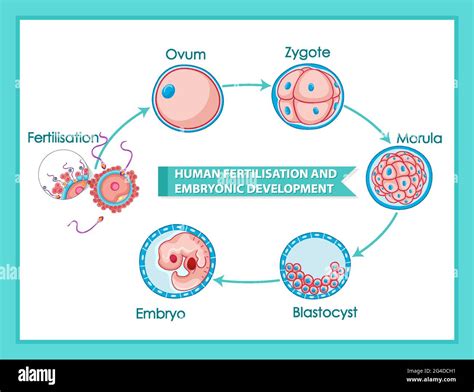 Illustrazione Del Diagramma Di Fecondazione Umana E Sviluppo Embrionale