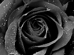 10 Rare Black Rose Flower Seeds High Quality Easy to Plant - Perennial ...