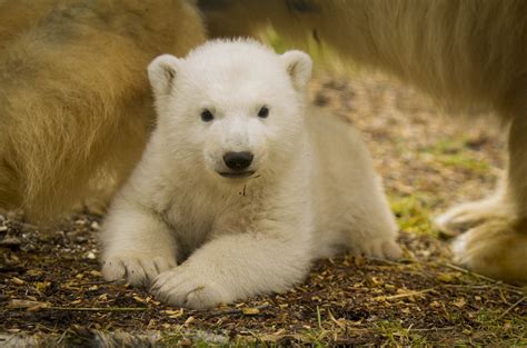 Video Meet Hamish Polar Bear Cub Gets His New Name After Public Vote