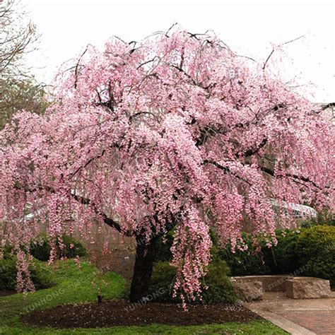 20 Pcsbag Pink Fountain Weeping Cherry Tree Seeds Diy