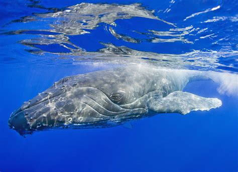 Humpback Whale Underwater Photograph By M Swiet Productions Pixels