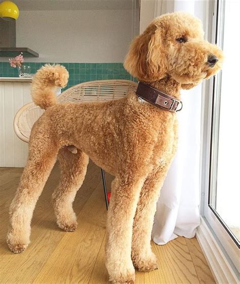 But did you know that there is it will help to give goldendoodles a sanitary trim. Apricot Standard Poodle #teddybear
