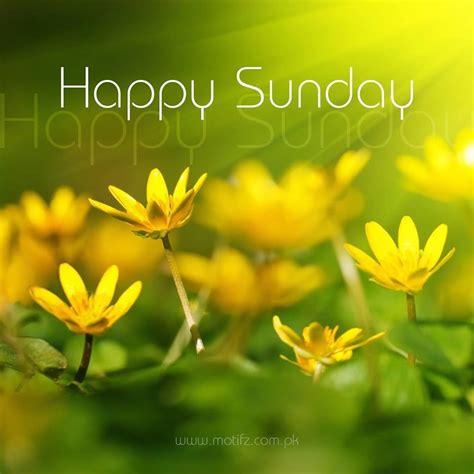 Yellow Happy Sunday Flowers