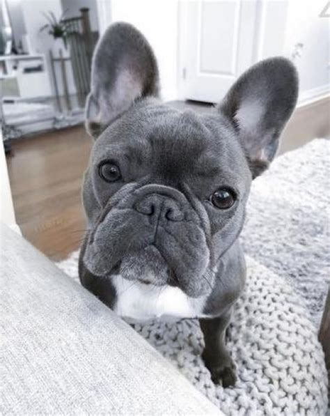 Tiny French Bulldog Brindle Female 505 800 7026 los ...