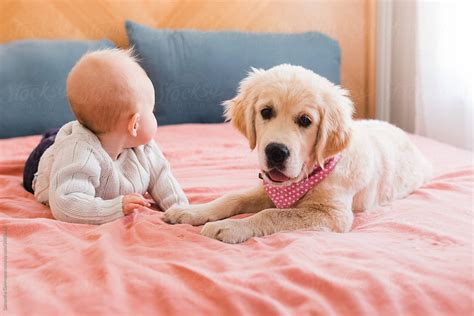 Baby And Golden Retriever Puppy By Stocksy Contributor Samantha