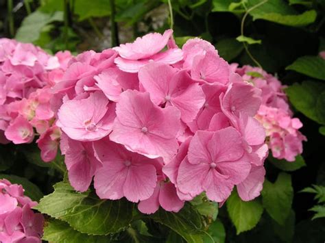 Was wäre ein garten ohne hortensien (hydrangea)? Hortensien schneiden: So wird's gemacht | Hydrangea ...