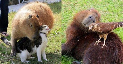Capybaras The Coolest Animal Friends
