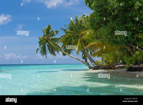 Tropical Beach Island Palm Trees Maldives Stock Photo Alamy